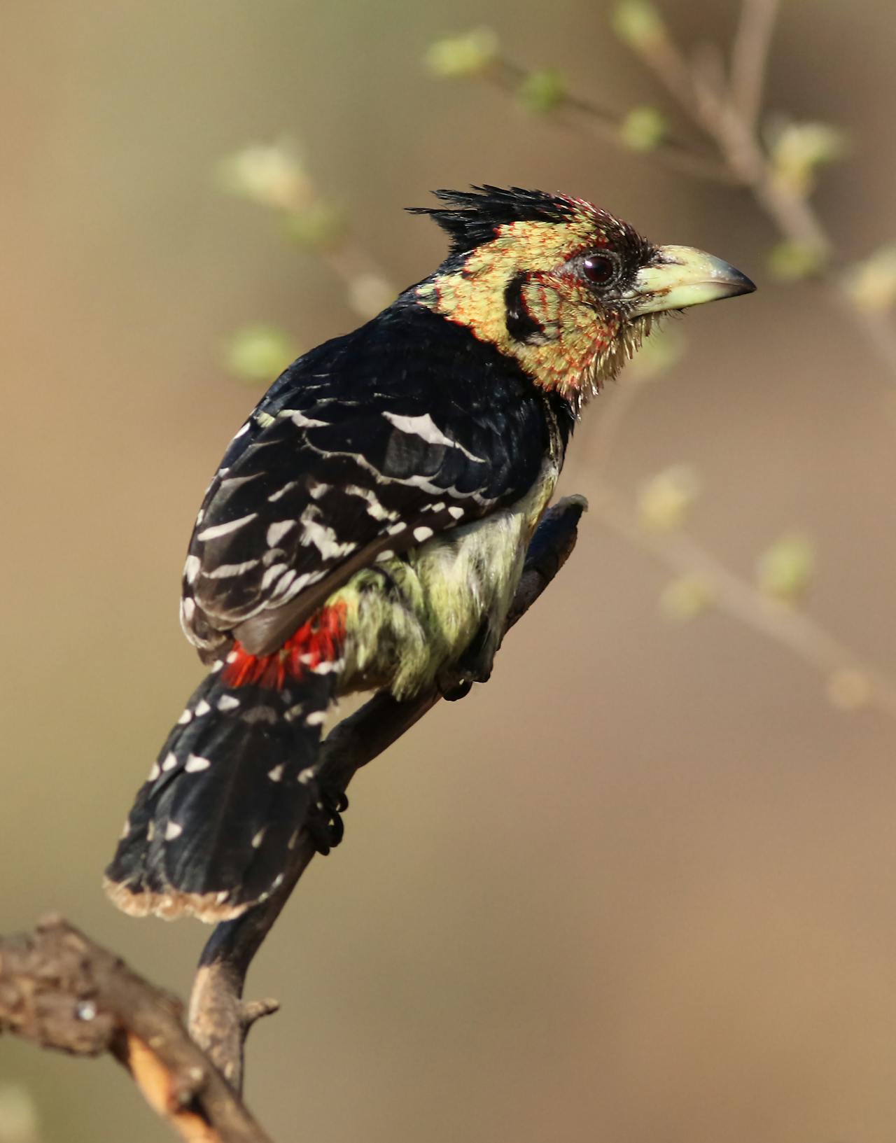 Best Birding Spots Pretoria - Crested Barbet