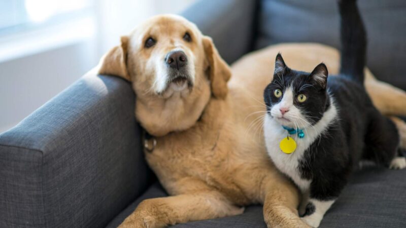 Pets, Dogs, Cats