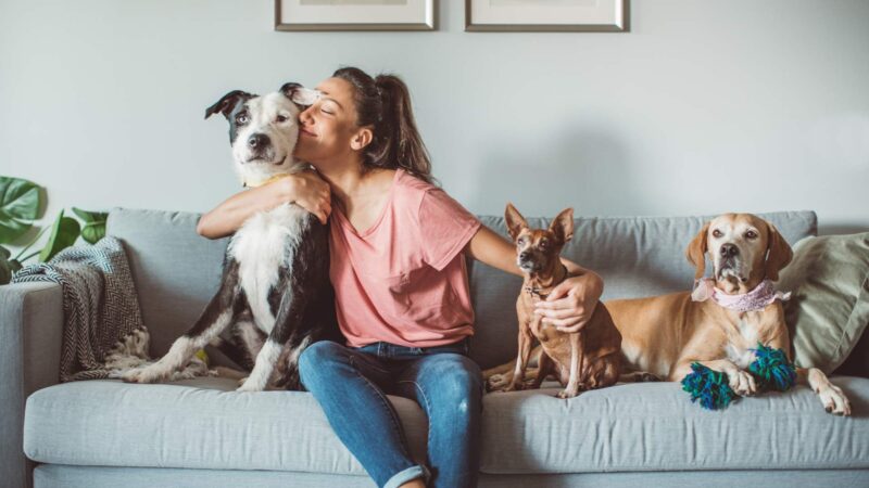 Pets, Dogs, Cats